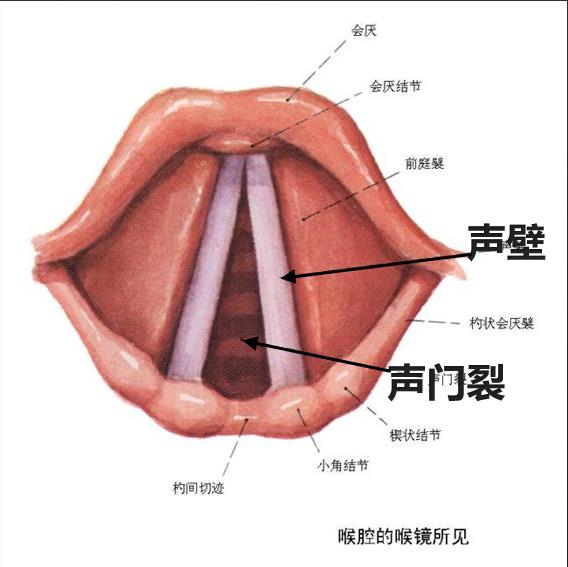 唱歌发声原理丨sing吧广州学唱歌培训 - 【sing吧流行声乐培训中心】